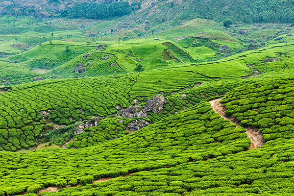 農(nóng)林種植小氣候觀測自動氣象站方案